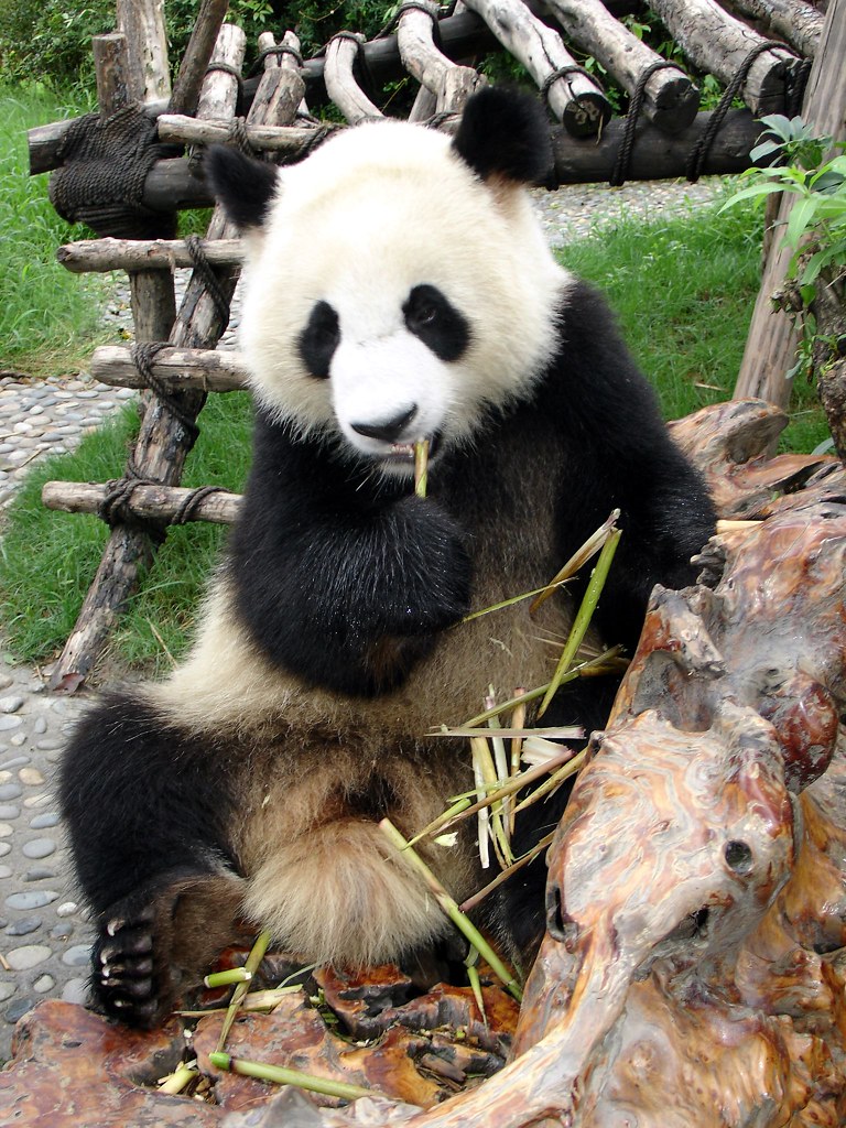 Zoos in Washington DC: A Guide to the Best Wildlife Parks in the Capital City giant panda eating bamboo