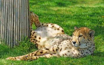 Zoos in Washington DC: A Guide to the Best Wildlife Parks in the Capital City Featured Image