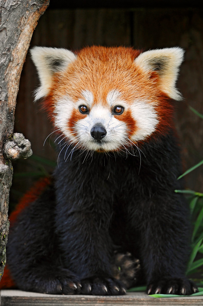 Red Panda