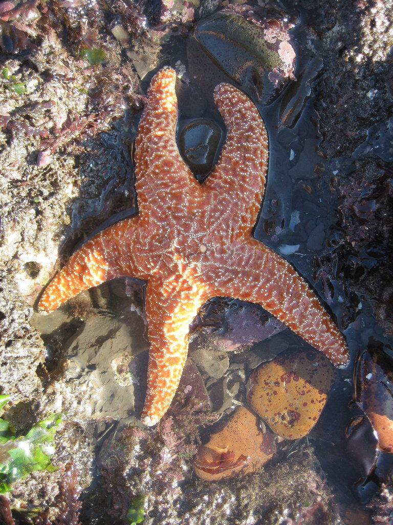 Kid-First Pacific Coast Highway Plan: Tide Pools, Playgrounds, Short Drives Duxbury Reef is a great place to explore