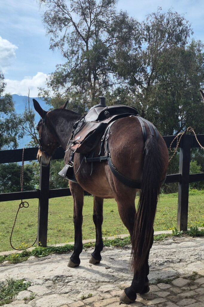 Riding Mules in Colombia: Trusting the Trail (and Almendra) a mule is a cross between a donkey and a horse