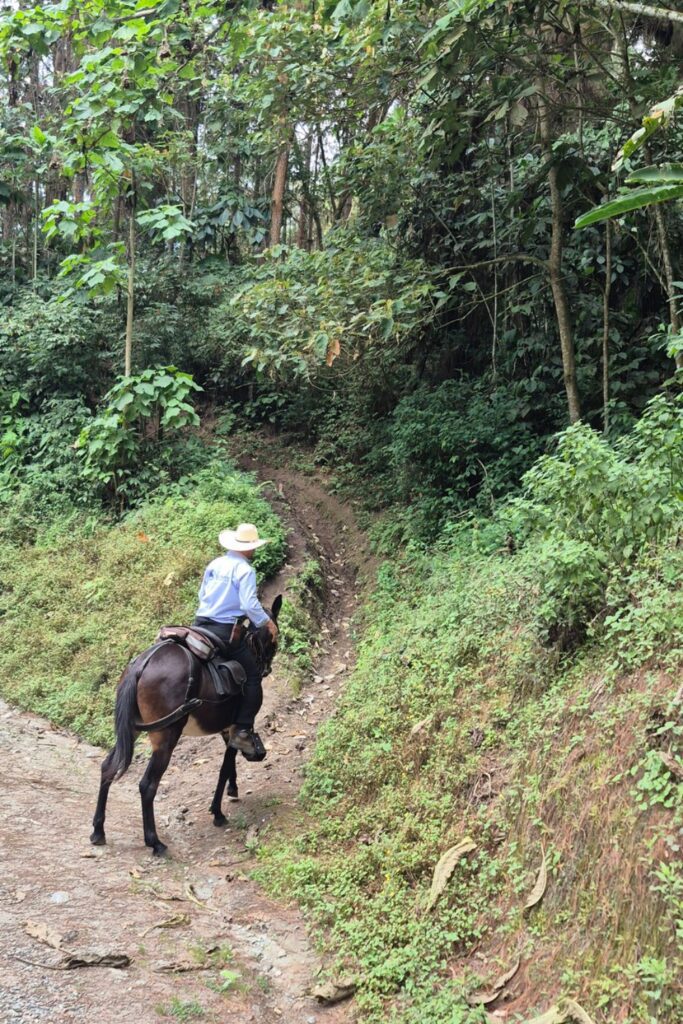 guided tours into the mountains are available